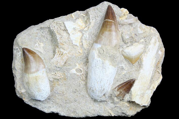 Two Rooted Mosasaur Teeth With Crow Shark Tooth #78092